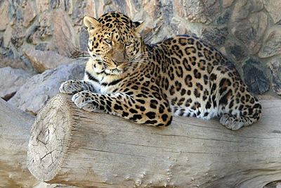 400px-North Chinese Leopard-1-