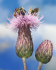 220px-Cirsium arvense with Bees Richard Bartz-1-