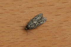 240px-Hofmannophila pseudospretella-xndr-1-