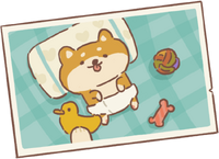 Shiba Puppy's Photo