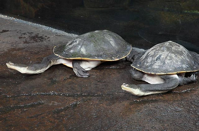 BroadShelled Turtle Chelodina expansa Animals, and creatures that