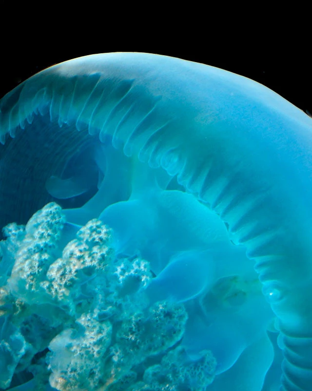 Blue Blubber Jelly Catostylus mosaicus Animals, and creatures that