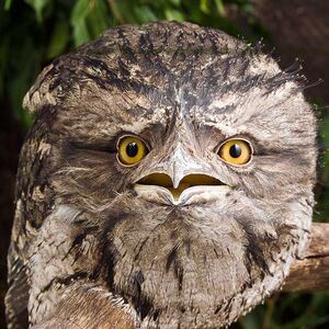 Tawny Frogmouth Podargus Strigoides Animals And Creatures That Lived In Prehistory Wiki Fandom