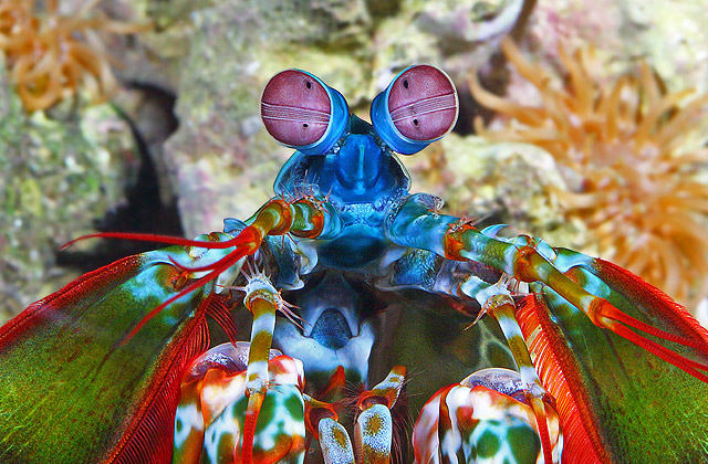 peacock mantis shrimp odontodactylus