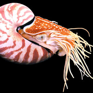 Chambered Nautilus Nautilus Pompilius Animals And Creatures That Lived In Prehistory Wiki Fandom