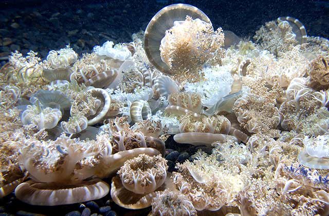 upside down jelly cassiopea
