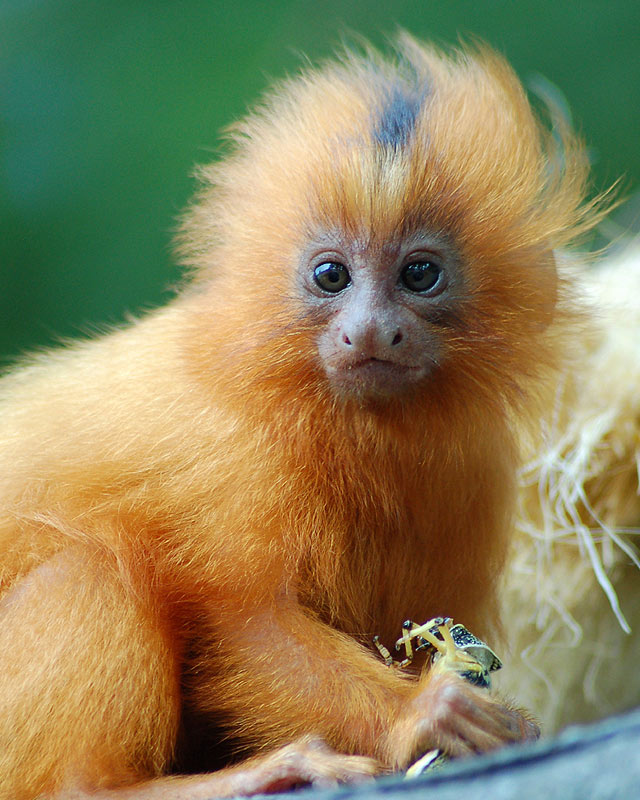 Golden Lion Tamarin Leontopithecus Rosalia Animals And Creatures golden-lion-tamarin-leontopithecus-rosalia-animals-and-creatures