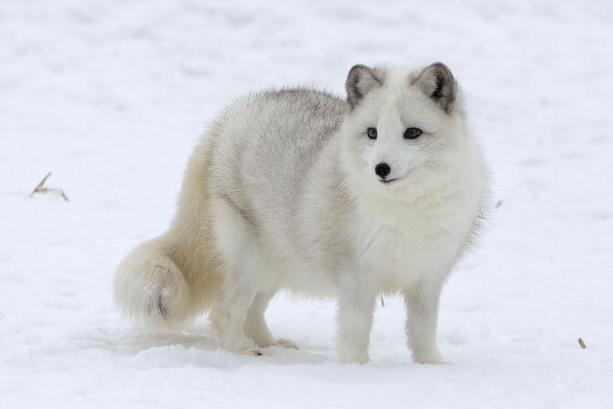 Arctic Fox Animals Wiki Fandom
