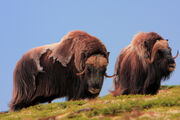 1200-178992691-muskox-double-layered-coat