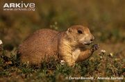 Black-tailed-prairie-dog-feeding