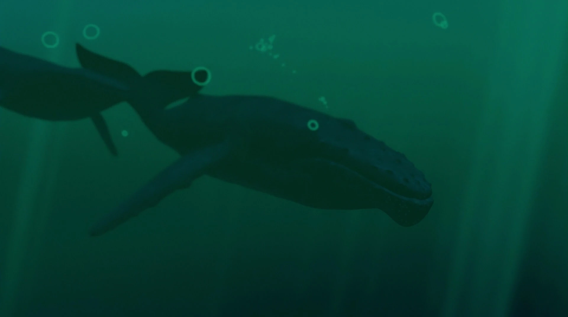 Humpback Whale | Animals Wiki | Fandom