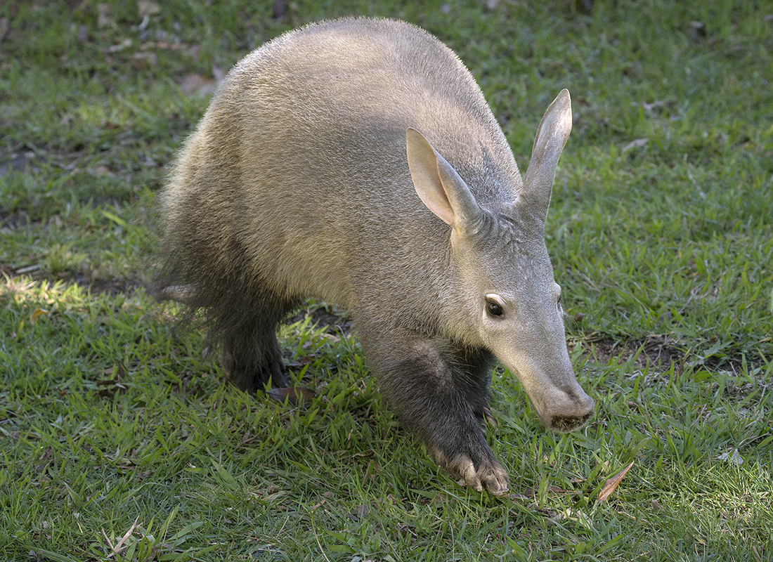 Aardvark | Animals Wiki | Fandom