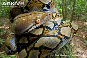 Reticulated-python-juvenile-coiled-around-sapling