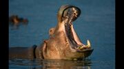 Hippopotamus-jaws-open.adapt.945.1