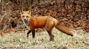 Redfox3