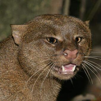 Jaguarundi Pet