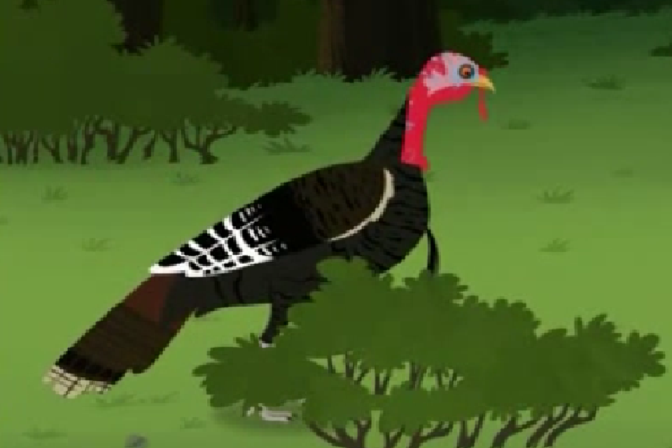 Wild Turkey | Animals Wiki | Fandom