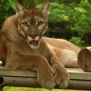 puma wiki