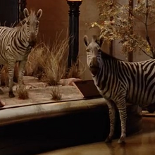Plains Zebra Animals Wiki Fandom