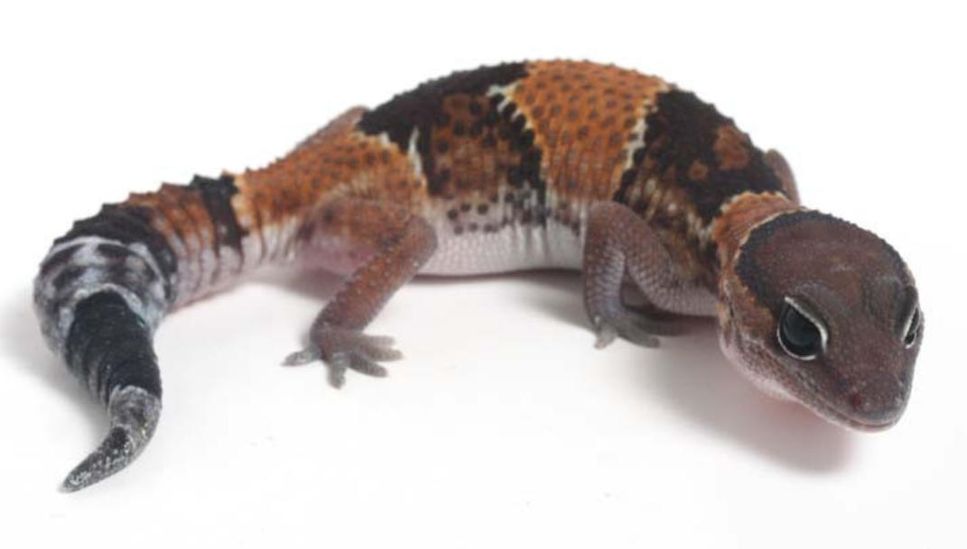 African Fat-tailed Gecko | Animals Wiki | Fandom