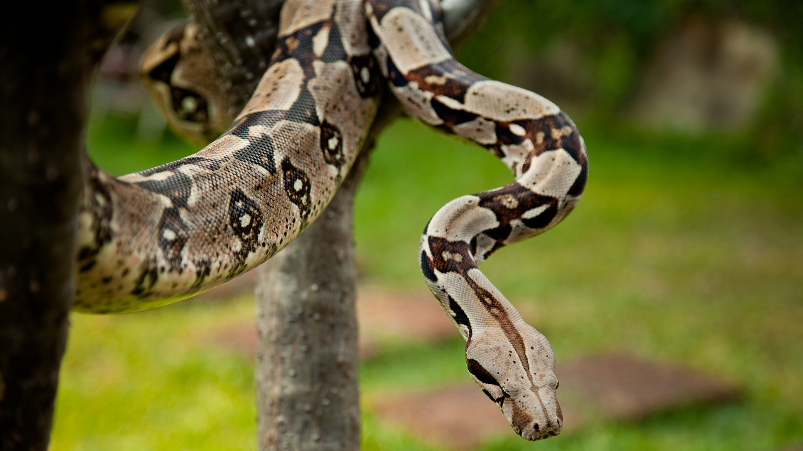 a boa constrictor snake