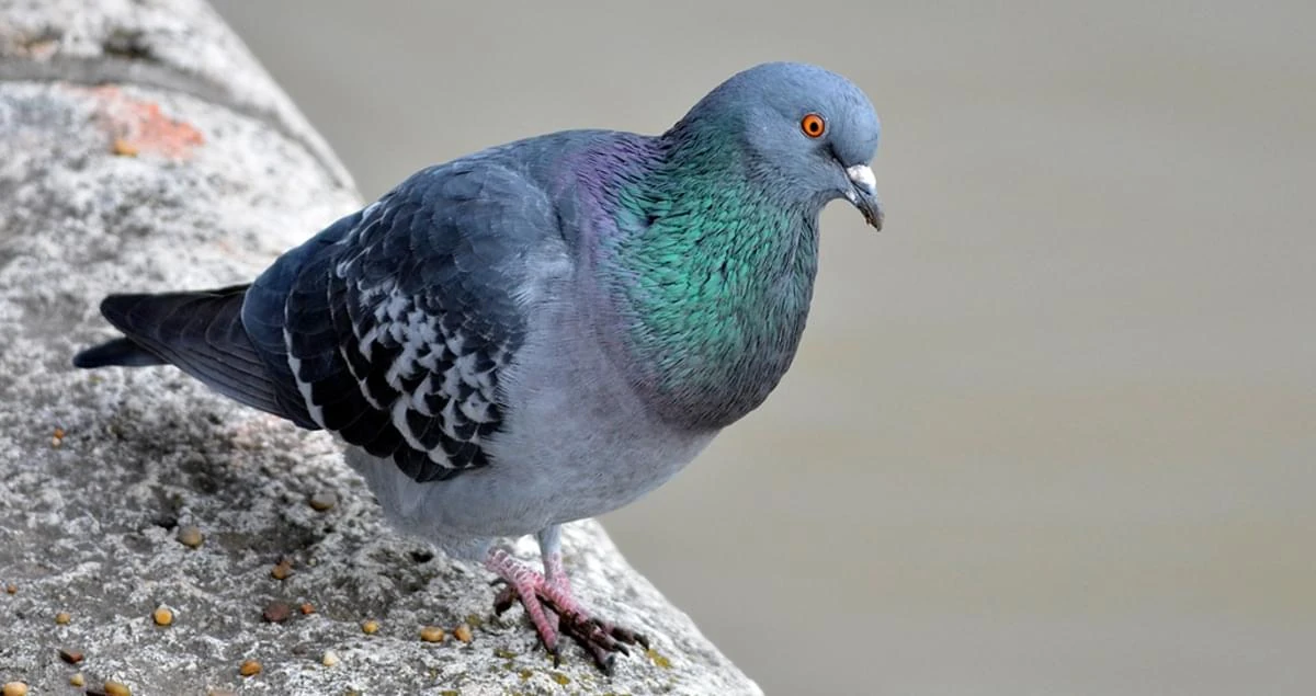 CategoryPigeons and Doves Animals Wiki Fandom