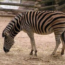 Plains Zebra Animals Wiki Fandom
