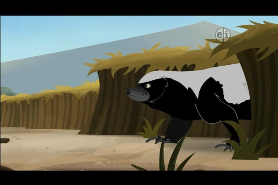 Honey Badger Animals Wiki Fandom