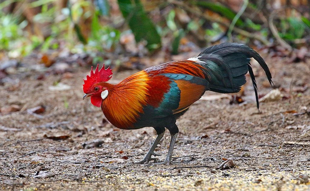 Red Junglefowl Animals Wiki Fandom