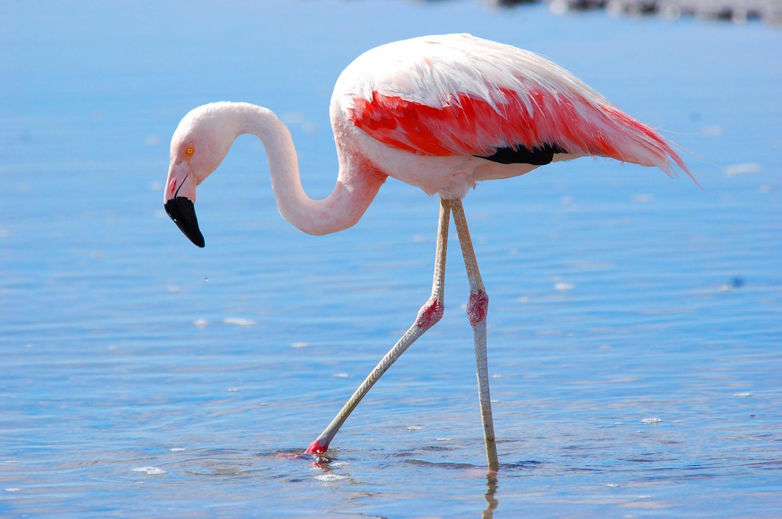 chilean flamingo        
        <figure class=