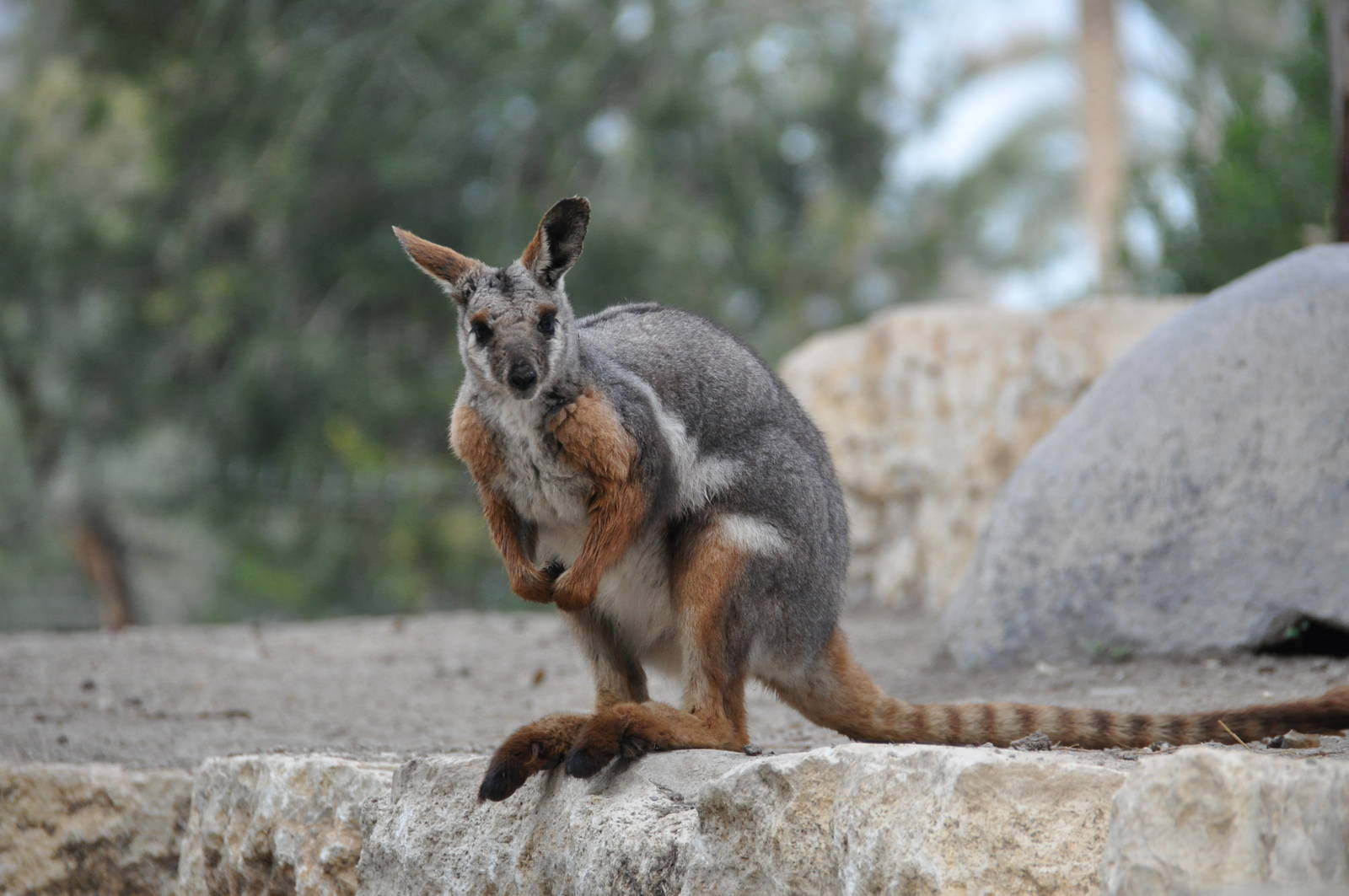 Yellowfooted Rock Wallaby Animals Wiki Fandom