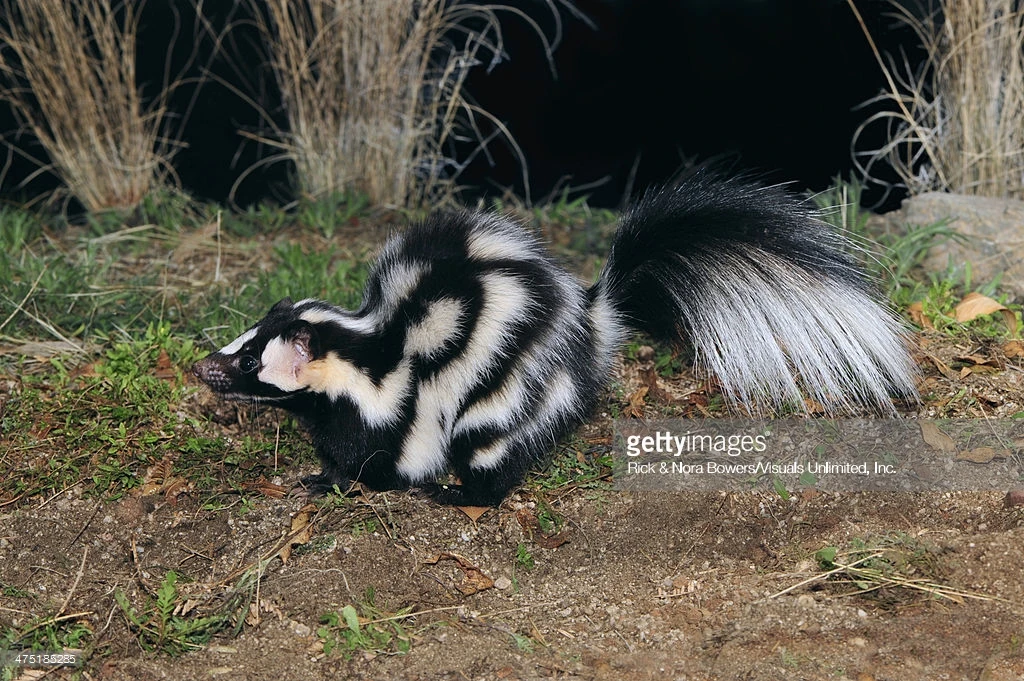 Western Spotted Skunk | Animals Wiki | Fandom