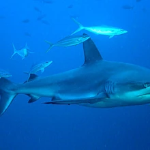 Galapagos Shark Animals Wiki Fandom