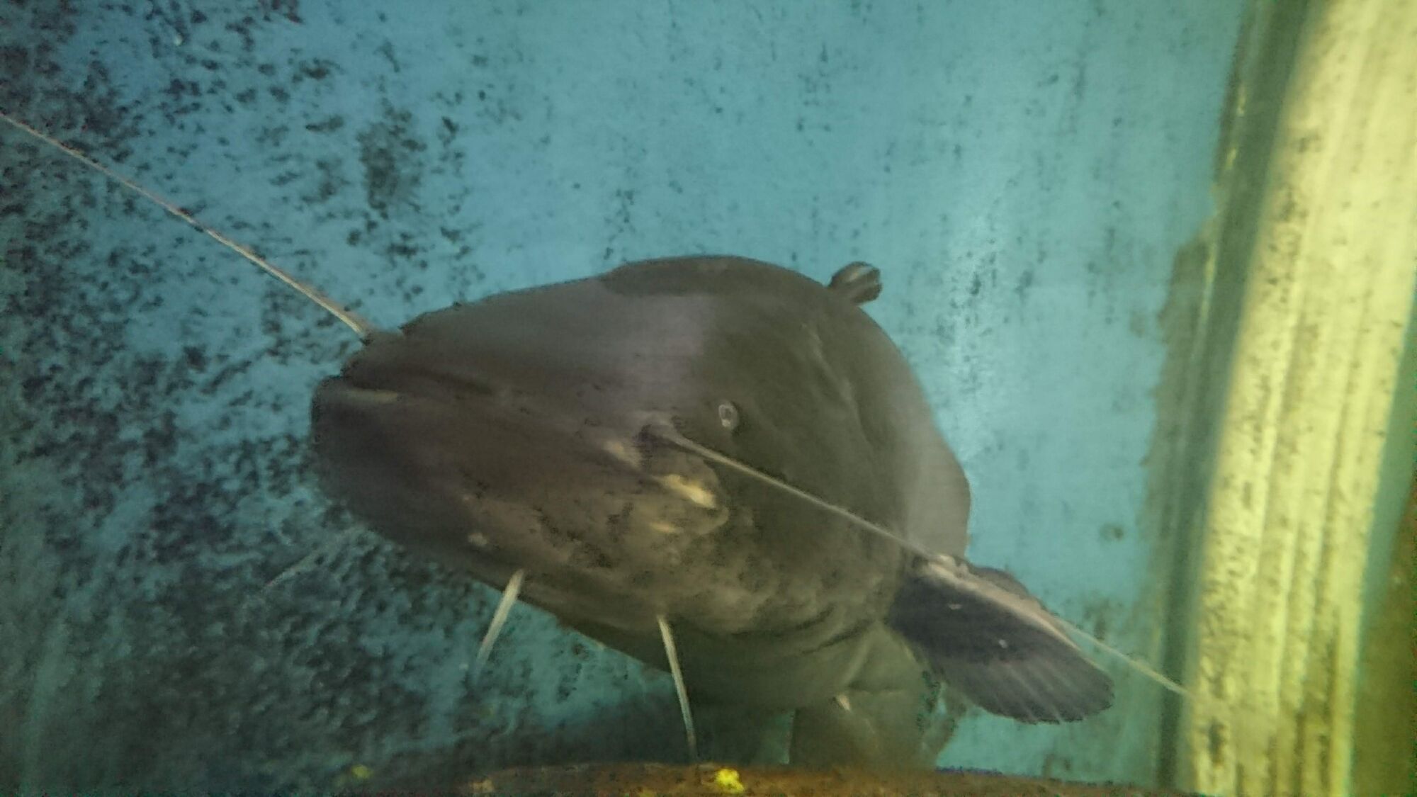 Wels Catfish Animals Wiki Fandom