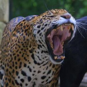 Jaguar Animals Wiki Fandom
