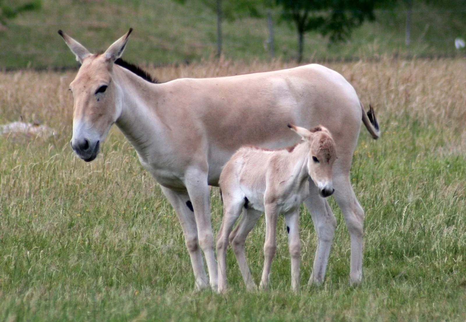 Onager Animals Wiki Fandom