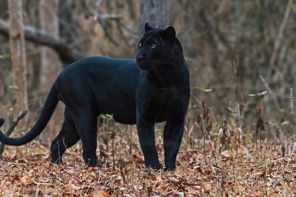 Asiatic Black Leopard | Animals Wiki | Fandom