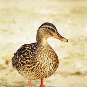 Mallard Animals Wiki Fandom