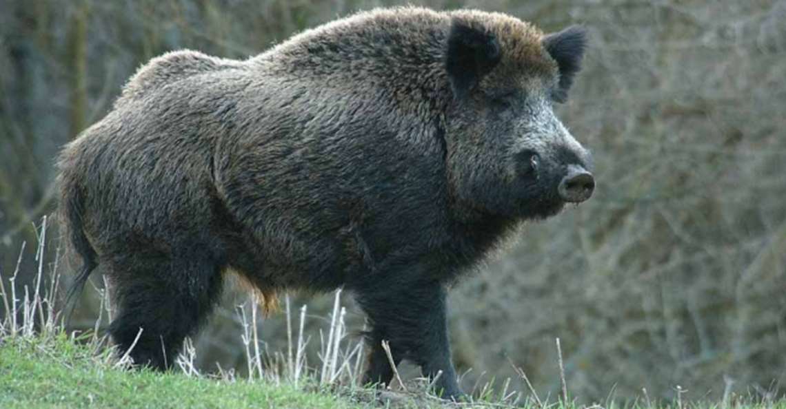 Wild Boar | Animals Wiki | FANDOM powered by Wikia