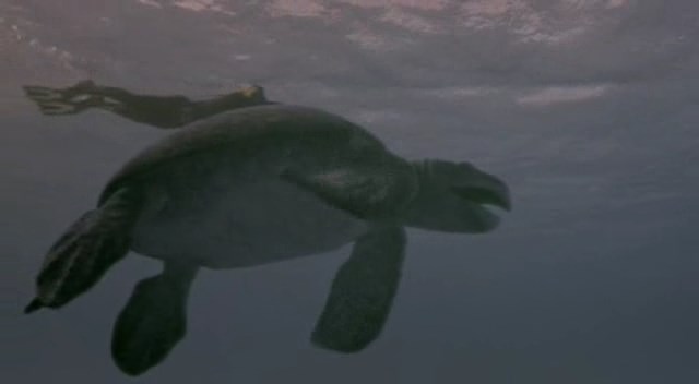 archelon dinosaur
