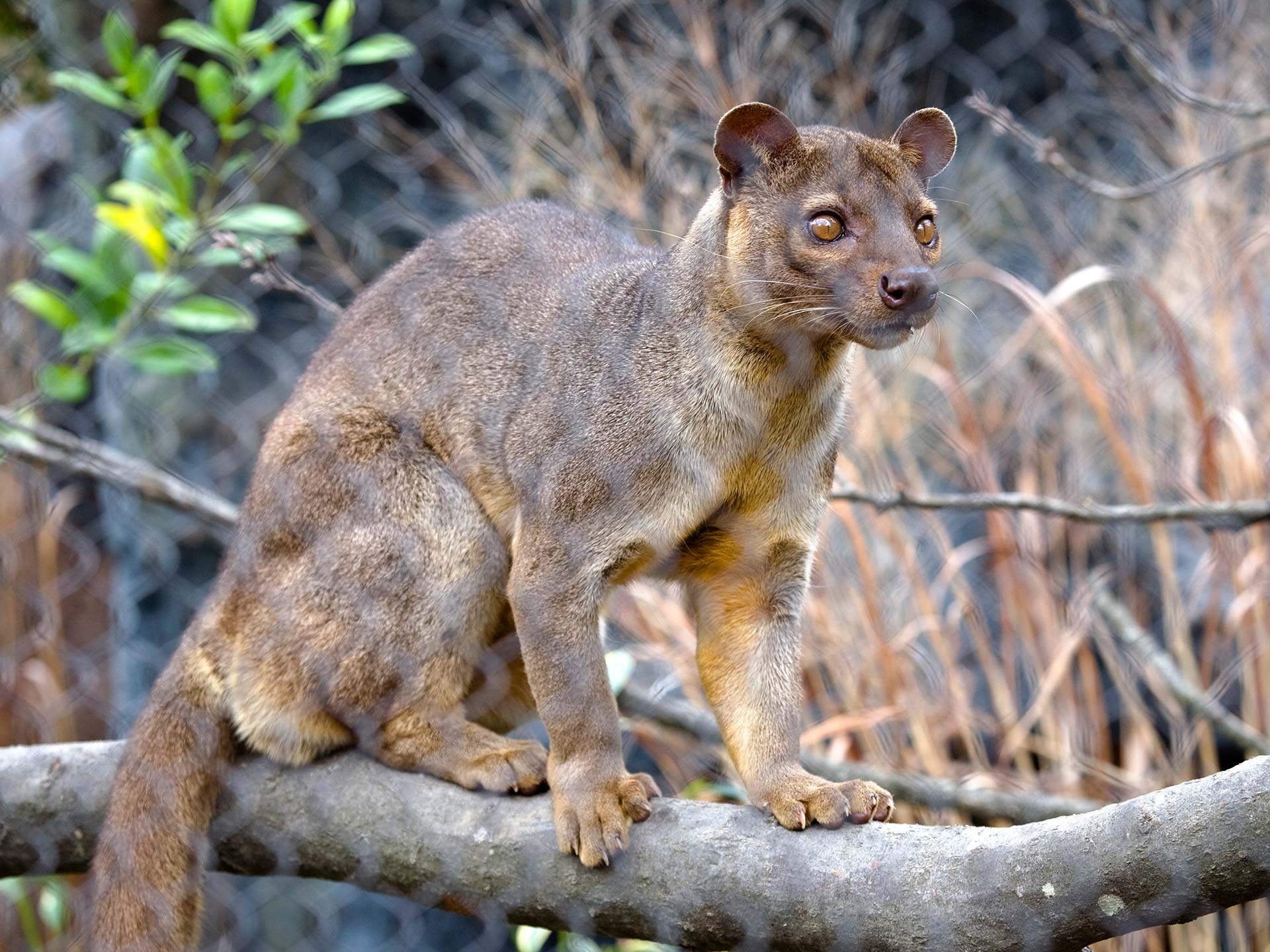 fossa animals wiki fandom powered by wikia