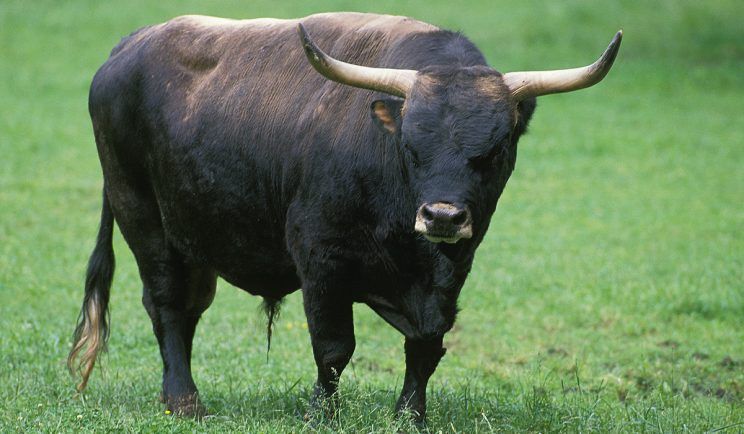aurochs animals wiki fandom powered by wikia