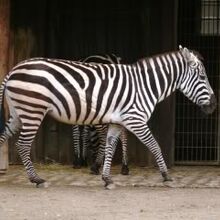 Plains Zebra Animals Wiki Fandom