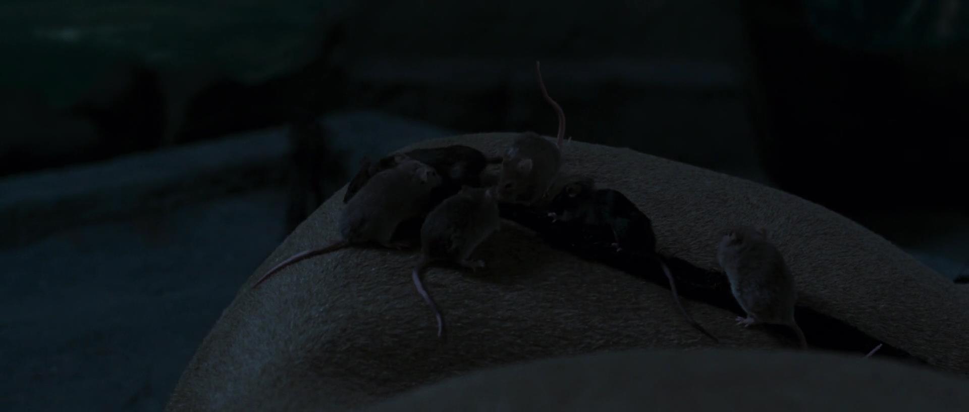 List of Species seen in The Chronicles of Narnia | Animals Wiki | Fandom