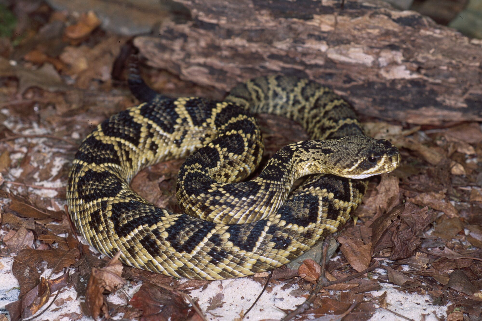 Eastern Diamondback Rattlesnake Animals Wiki Fandom