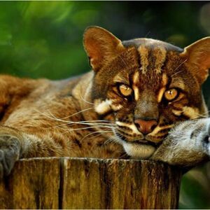 Asian Golden Cat Animals Wiki Fandom