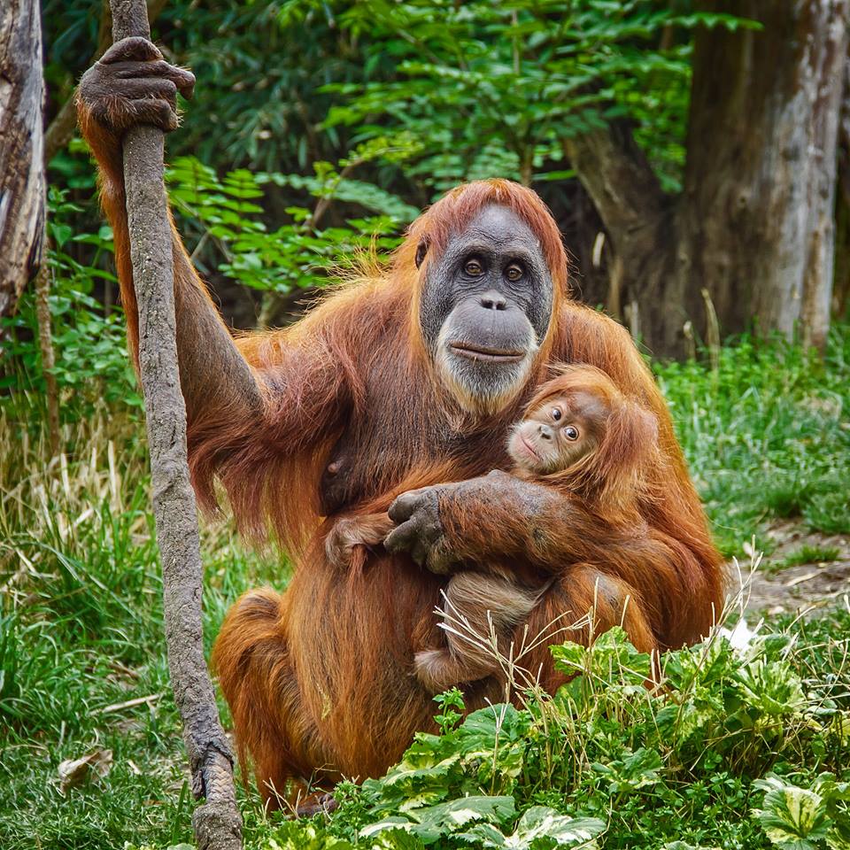 Sumatran Orangutan  Animals  Wiki FANDOM powered by Wikia