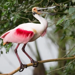 Roseate Spoonbill Animals Wiki Fandom