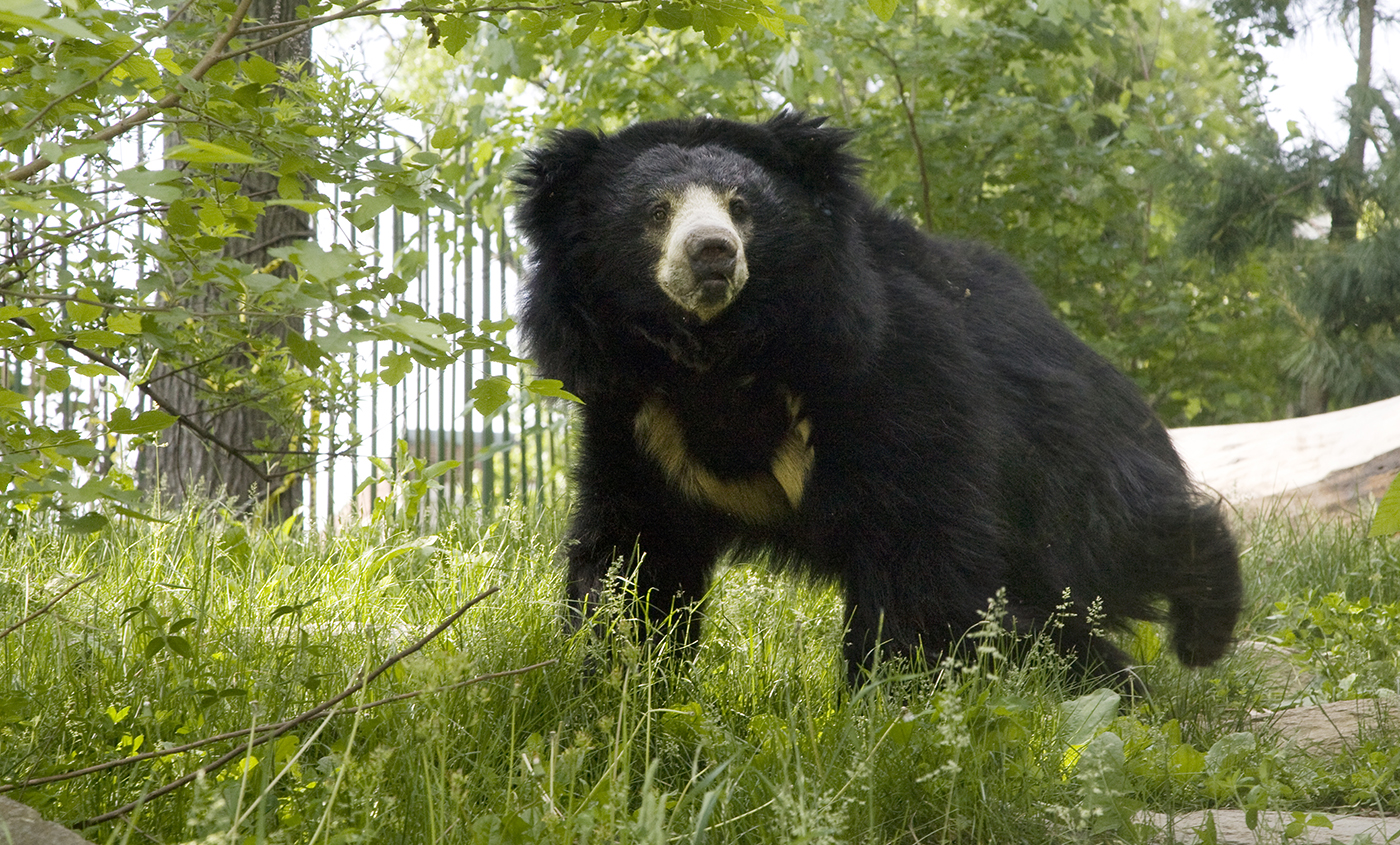 Sloth Bear Where Do They Live