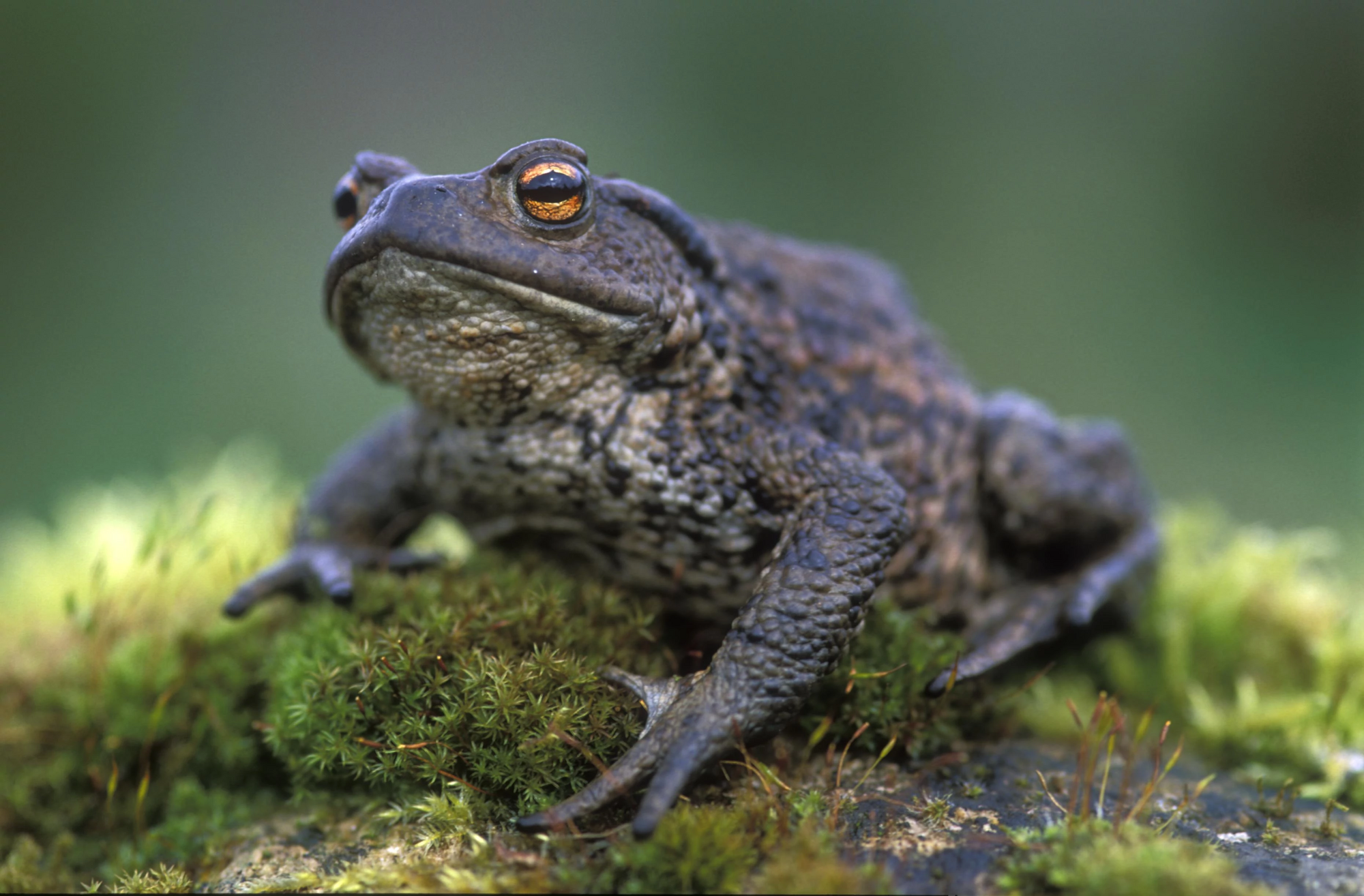 Common Toad | Animals Wiki | Fandom